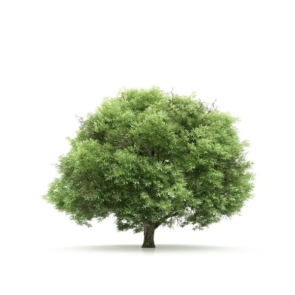 孤立在白色背景上的树 — 图库照片