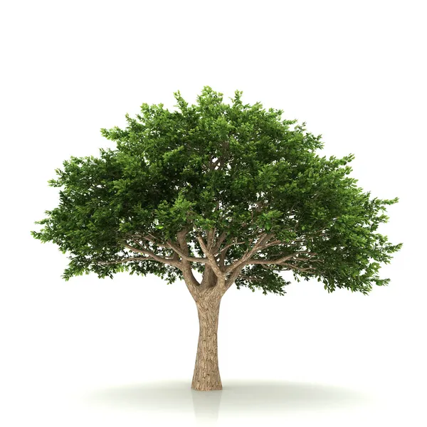 Träd isolerad på en vit bakgrund — Stockfoto