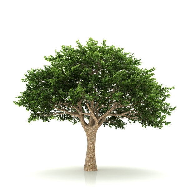 Tree isolated on a white background