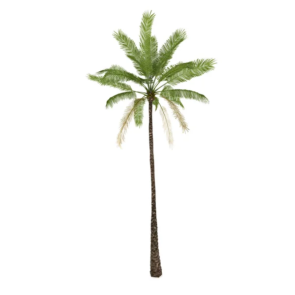 Palm träd isolerad på vit bakgrund — Stockfoto