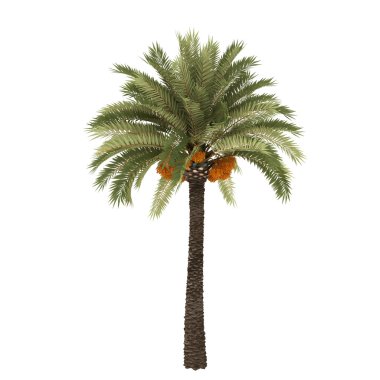 Palm tree isolated on white background clipart