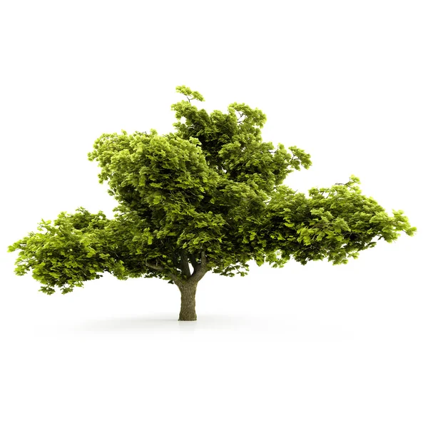 Strom izolovaných na bílém pozadí — Stock fotografie