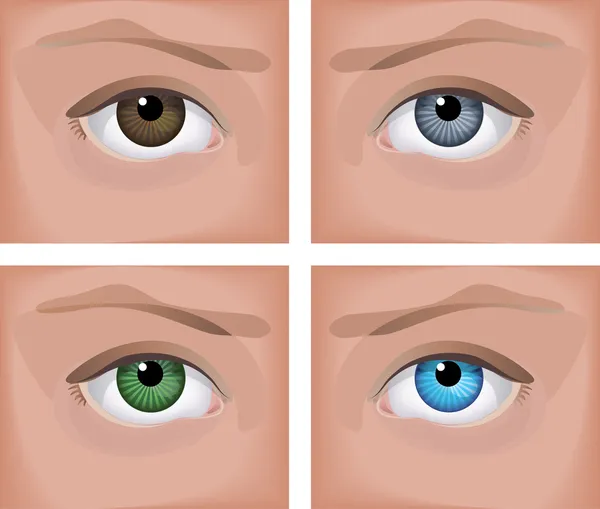 Глаза — стоковый вектор