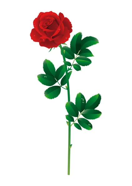 Róża czerwona — Wektor stockowy