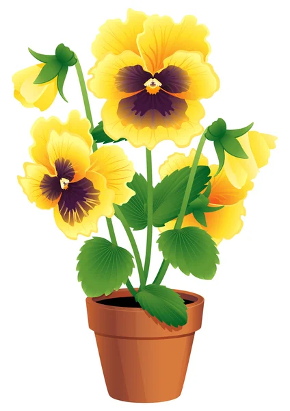 Pansy ! — Image vectorielle