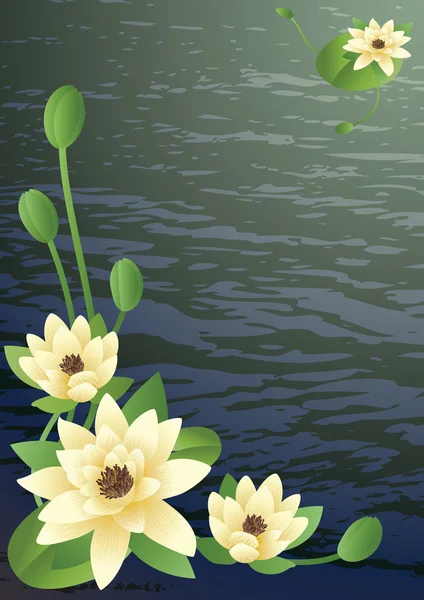 Lys en fleurs — Image vectorielle
