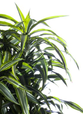 Palm plant isolated on white clipart
