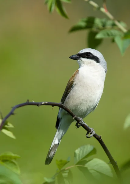 stock image Bird on a branch Shrike