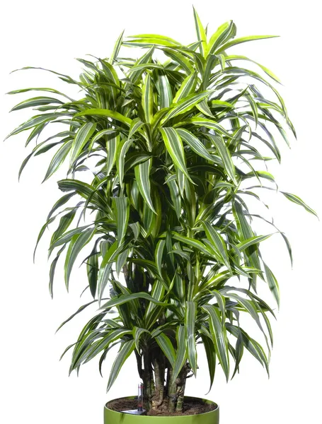 Palmenpflanze im Blumentopf lizenzfreie Stockfotos
