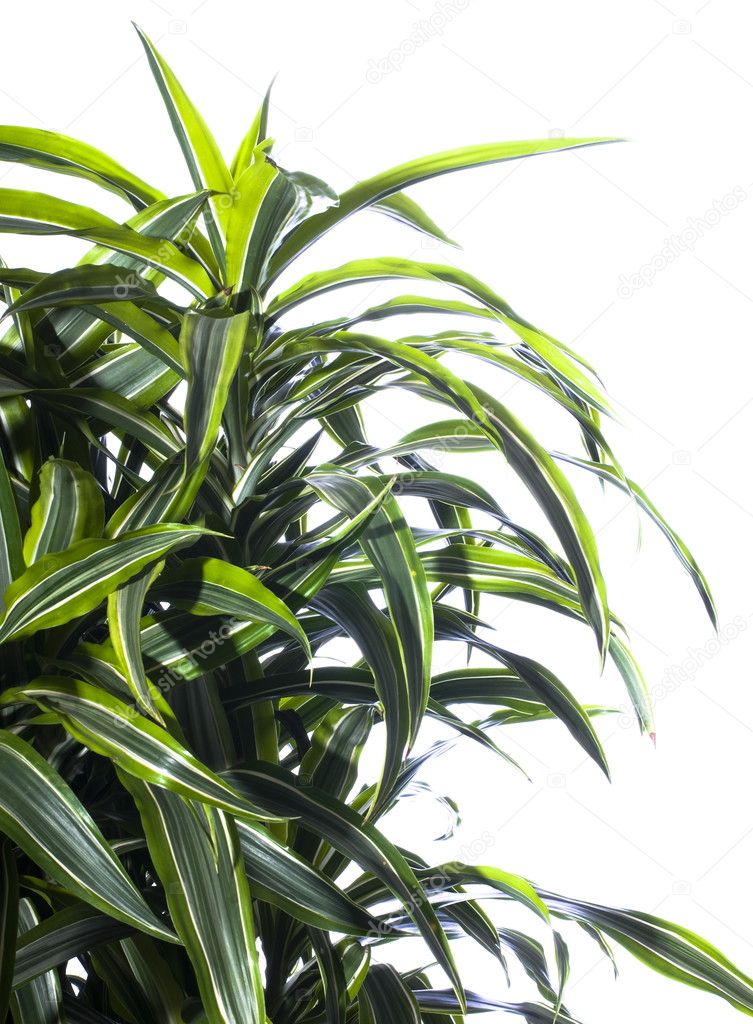 Palm plant isolated on white