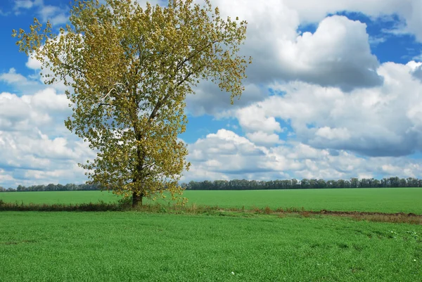 Sozinha árvore no campo — Fotografia de Stock