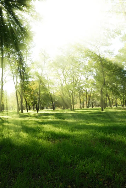 Солнечные лучи в весеннем парке — стоковое фото