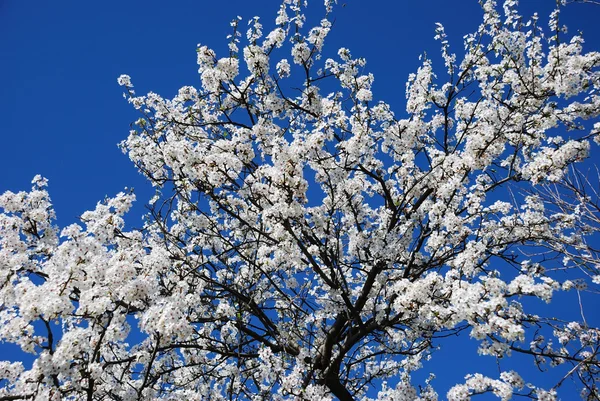 Blossoming tree Stock Image