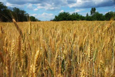 Wheat field clipart