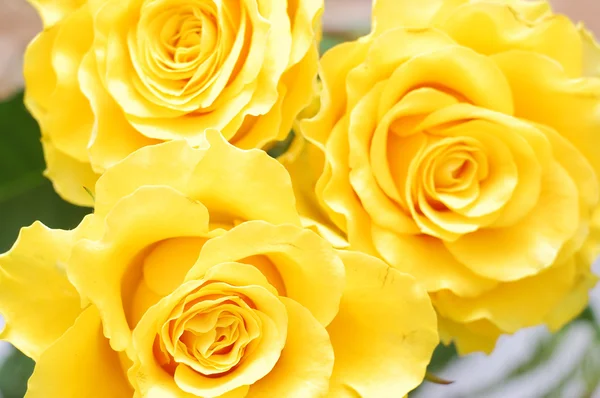 Piękne żółte róże zbliżenie — Zdjęcie stockowe
