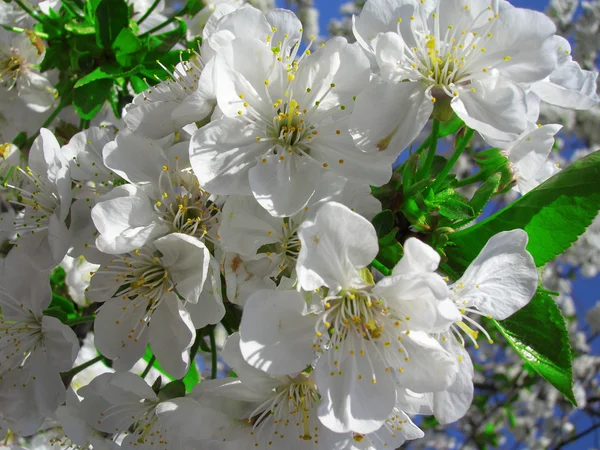 Blommande körsbärsgren — Stockfoto