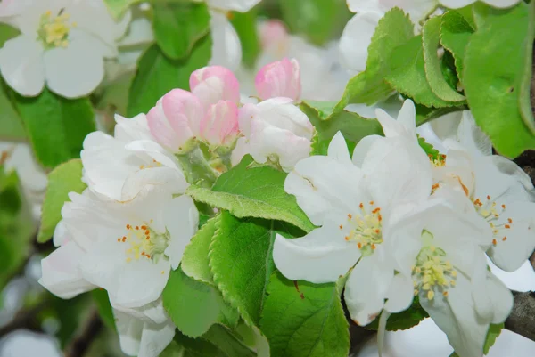 Квітуча гілка яблуні — стокове фото