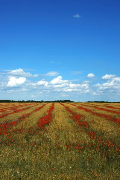 Wheat and poppies field — Stock Photo, Image
