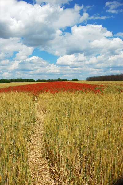 Weizen und Mohn Feld — Stockfoto