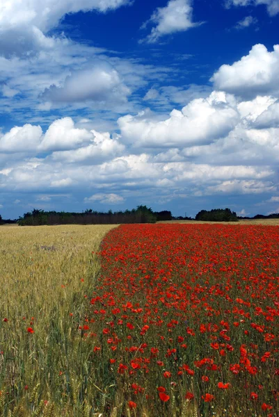 Wheat and poppies field — Stock Photo, Image