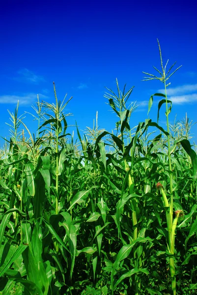Plantas de milho sobre céu azul claro — Fotografia de Stock