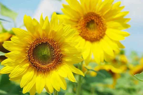Pari auringonkukkia — kuvapankkivalokuva