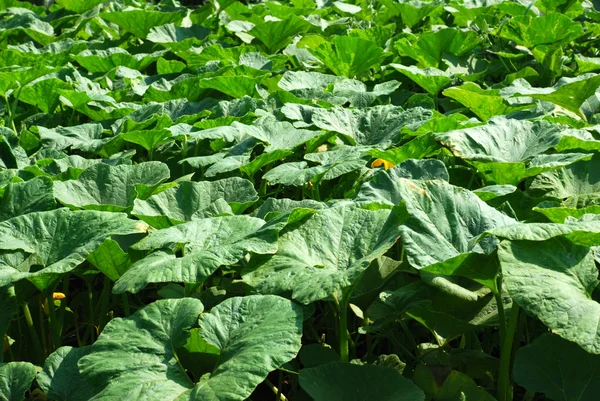 stock image Big green leaves background