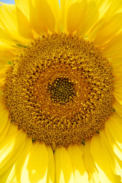 Auringonkukka — kuvapankkivalokuva