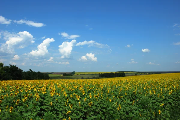 Zonnebloemen veld — Stockfoto