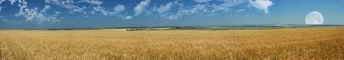 Panorama of wheat field clipart