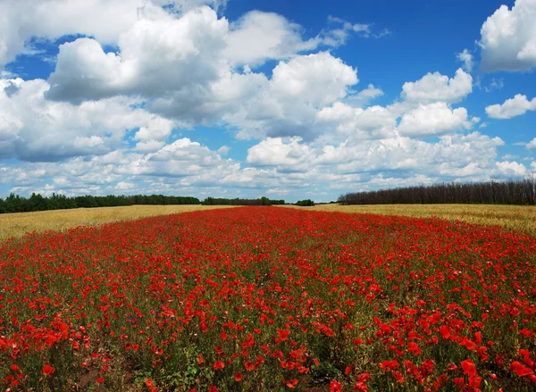 Panorama pola pszenicy i Maki — Zdjęcie stockowe