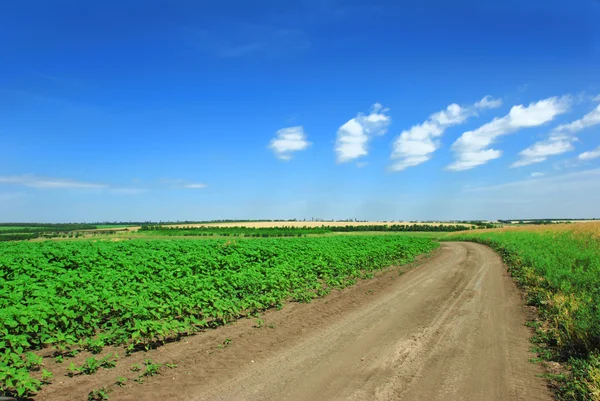 Rural road between green fields — Stock Photo, Image