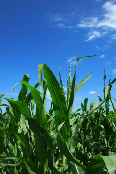 옥수수 식물을 통해 명확한 푸른 하늘 — 스톡 사진