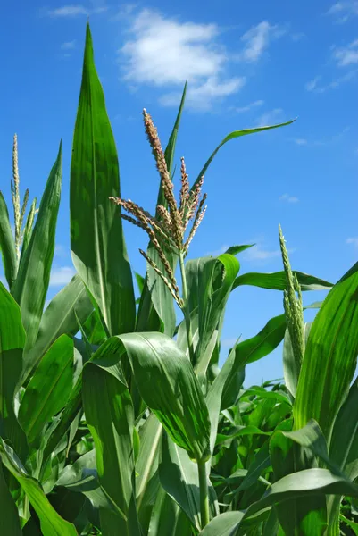 Kukurydza roślin na jasne, Błękitne niebo — Zdjęcie stockowe