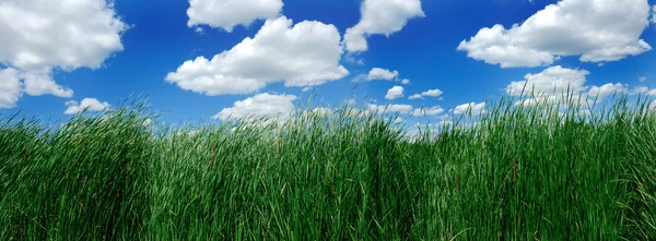 Cane over cloudy sky — Stock Photo, Image