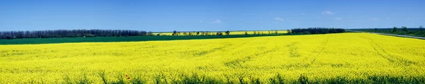 Rzepakowego pola wiejski krajobraz panorama — Zdjęcie stockowe