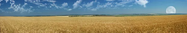 Панорама пшеничного поля Стоковое Изображение
