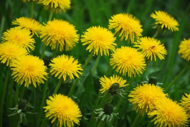 çiçek açması dandelions çayır üzerinde