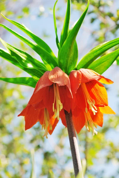 stock image Iily flower close up