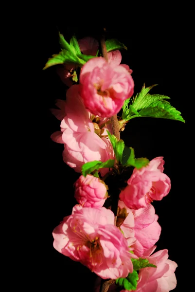 Rosa blommande gren — Stockfoto
