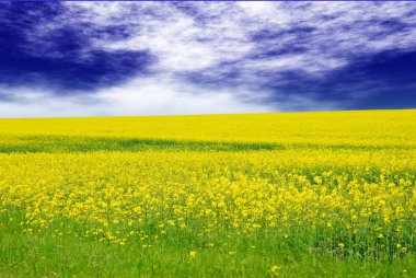 Green field with yellow flowers clipart