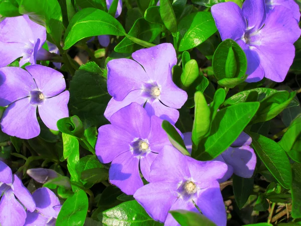 Spring violet flowers — Stock Photo, Image