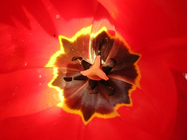 Tulipan tło makro — Zdjęcie stockowe