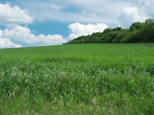 Landsbygdens gröna fält — Stockfoto