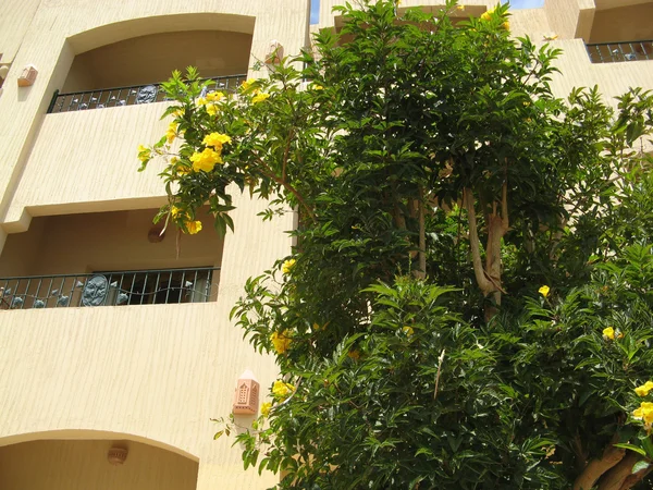 stock image Blossoming bush