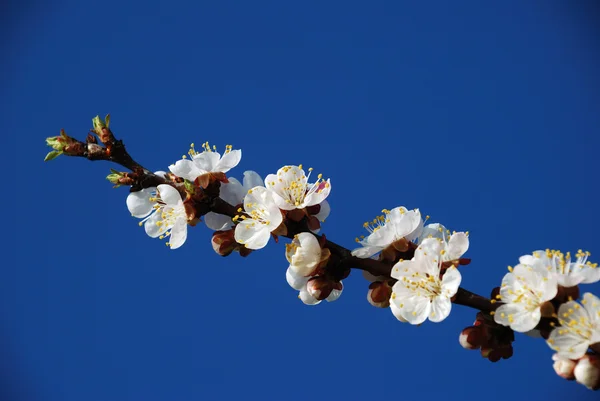 Blommande körsbärsgren — Stockfoto