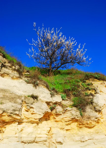 Цветущее дерево на скале — стоковое фото