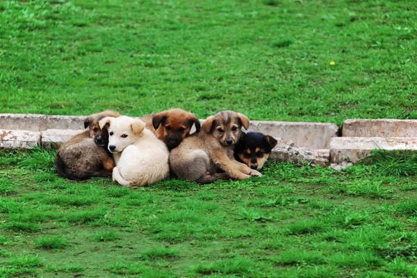 stock image Five friendly puppies