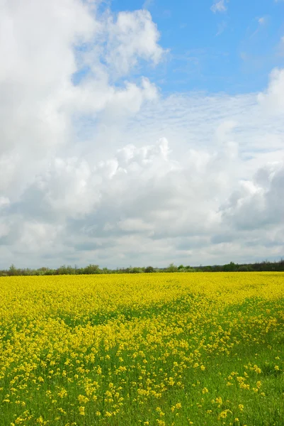 Zielone pole z żółtymi kwiatami — Zdjęcie stockowe