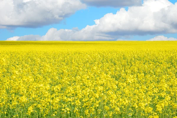 Green field with yellow flowers — Stock Photo, Image